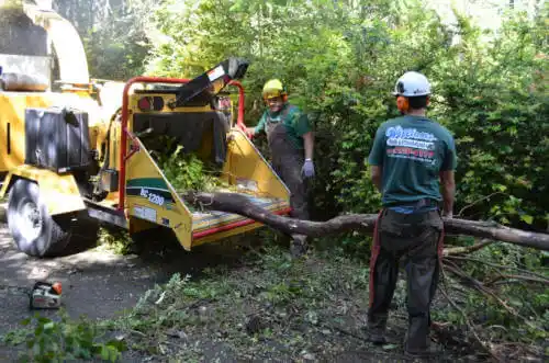 tree services Highland Park